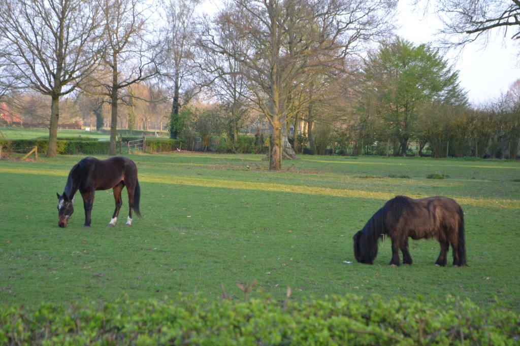 DSC_0089.jpg