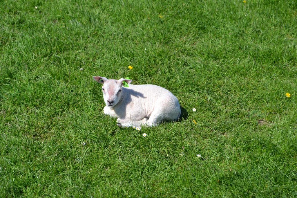 DSC_0357.jpg