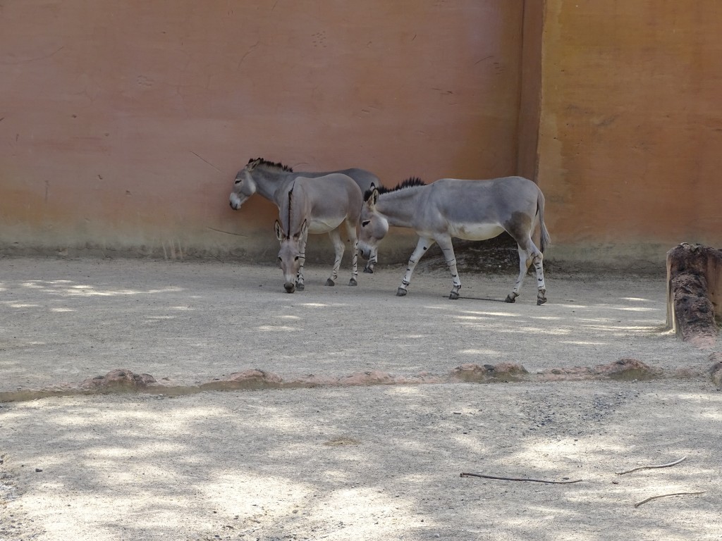 DSC00850.jpg